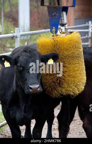 Kuh mit Bürstenmassage für den Tierkomfort und mehr Milchproduktion Stockfoto