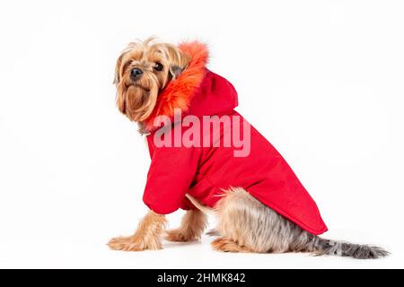Niedlicher yorkshire Terrier in roter Jacke mit Kapuze auf weißem Hintergrund isoliert sitzend Stockfoto