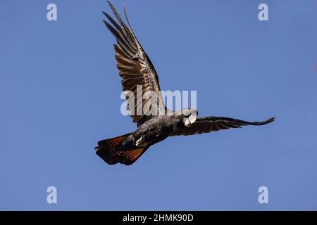 Schwarzschwanz-Kakadu im Flug Stockfoto