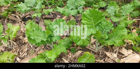 Junger Blumenkohl, Brassica oleracea, Wildkohl, Minas Gerais, Brasilien Stockfoto