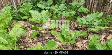 Junger Blumenkohl, Brassica oleracea, Wildkohl, Minas Gerais, Brasilien Stockfoto