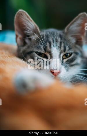 Grauweißes Kätzchen, das mit verletzten Augen auf die Kamera schaut. Müde pelzige flauschige Babykatze vor einem orangefarbenen Tabby. Hochwertige Fotos Stockfoto