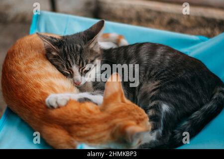 Zwei niedliche Kätzchen schlafen aufeinander. Bruder und Schwester Katze schlafen zusammen im Sommer. Süße Tiere Momente. Hochwertige Fotos Stockfoto