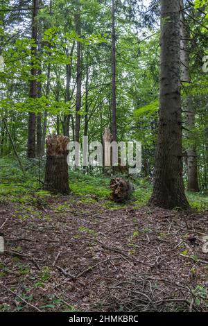 Großer gebrochener Baum im Bergwald. Ein riesiger Stumpf in einer Waldlichtung. Im Park wurde ein alter Baum gefällt. Naturprozess Stockfoto