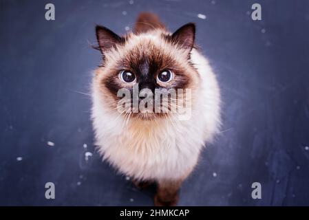 Kätzchen groß auf schwarzem Zementhintergrund.B wunderschöne Katzenrasse Neva Masquerade. Hypoallergene Katze. Stockfoto