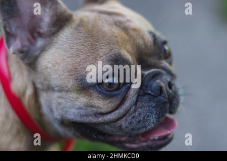 Französische Bulldogge posiert draußen. Reinrassige Bulldogge im Stehen. Französisches Bulldog-Porträt Stockfoto