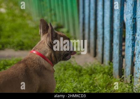 Neugierig Brown französisch Bulldogge Jagd, nette französisch Bulldogge spielen und Blick auf Zaun Stockfoto
