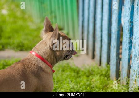 Neugierig Brown französisch Bulldogge Jagd, nette französisch Bulldogge spielen und Blick auf Zaun Stockfoto