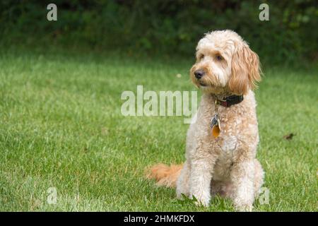 F1B Mini Goldendoodle Hündin im Park Stockfoto