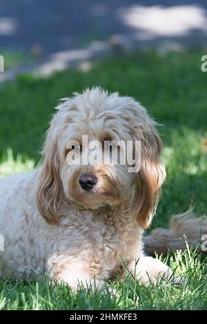 F1B Mini Goldendoodle Hündin im Park Stockfoto