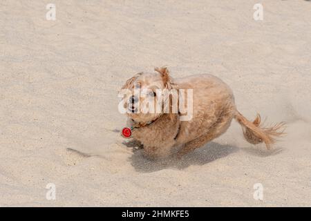 Happy F1B Mini Goldendoodle Hündin läuft und spielt auf dem Sand. Stockfoto