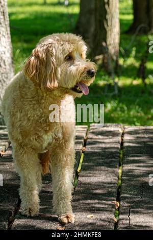 F1B Mini Goldendoodle Hündin im Park Stockfoto