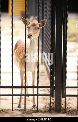 Schöne Hirsche im zoologischen Garten Stockfoto