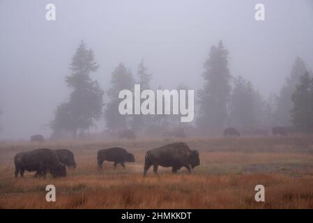 Bisonherde und Nebel im Yellowstone National Park. Stockfoto