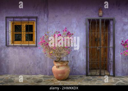 Bougainvillea in Terracotta-Pflanzgefäß am Eingang zum Haus; Todos Santos, Baja California Sur, Mexiko. Stockfoto