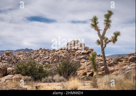 Joshua Tree National Park, CA, USA - 31. Januar 2022: Der einsame Joshua-Baum vor einem großen Haufen beiger Felsen mit Büschen auf trockenem sandigen Wüstenboden Stockfoto