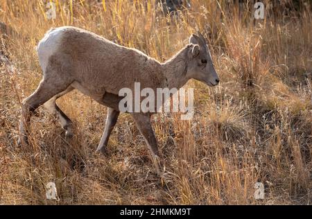 Ein junges Dickhornschaf im Yellowstone-Nationalpark. Stockfoto