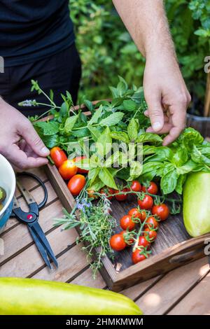 Mann erntet Kräuter und Gemüse aus seinem Garten auf der Terrasse Stockfoto