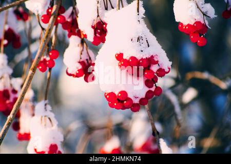 Ein Zweig von Viburnum mit roten Beeren unter frisch gefallener Schneedecke. Winter Natur Hintergründe Stockfoto