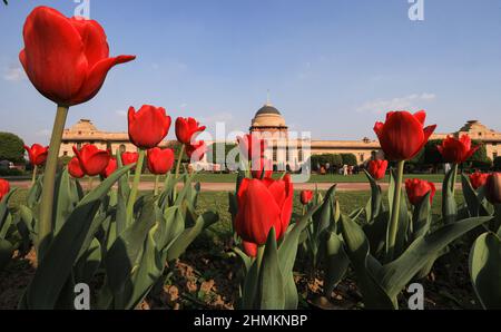 Neu-Delhi, Indien. 10th. Februar 2022. Blick auf Tulpen Blumen in ihrer vollen Blüte während der Vorschau für Touristen in Neu-Delhi.die Rashtrapati Bhawan (President Palace), Mughal Garden wieder eröffnet und es ist auf 15 Hektar Land mit mehr als 3000 Blumen, 120 Arten von Rosen und es hat Musikbrunnen. Wurde 1917 von Sir Edwin Lutyens im persischen Carbagh-Stil entworfen und 1929 fertiggestellt. Kredit: SOPA Images Limited/Alamy Live Nachrichten Stockfoto