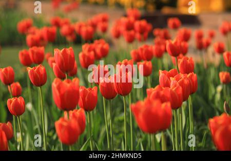 Neu-Delhi, Indien. 10th. Februar 2022. Blick auf Tulpen Blumen in ihrer vollen Blüte während der Vorschau für Touristen in Neu-Delhi.die Rashtrapati Bhawan (President Palace), Mughal Garden wieder eröffnet und es ist auf 15 Hektar Land mit mehr als 3000 Blumen, 120 Arten von Rosen und es hat Musikbrunnen. Wurde 1917 von Sir Edwin Lutyens im persischen Carbagh-Stil entworfen und 1929 fertiggestellt. Kredit: SOPA Images Limited/Alamy Live Nachrichten Stockfoto