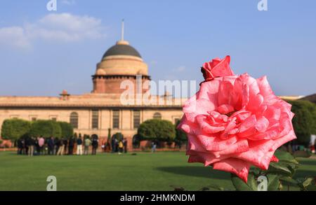 Neu-Delhi, Indien. 10th. Februar 2022. Blick auf Tulpen Blume in seiner vollen Blüte während der Vorschau für Touristen in Neu-Delhi.die Rashtrapati Bhawan (Präsident Palast), Mughal Garden wieder eröffnet und es ist auf 15-Hektar Land mit mehr als 3000 Blumen, 120 Arten von Rosen und es hat Musikbrunnen. Wurde 1917 von Sir Edwin Lutyens im persischen Carbagh-Stil entworfen und 1929 fertiggestellt. Kredit: SOPA Images Limited/Alamy Live Nachrichten Stockfoto