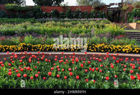 Neu-Delhi, Indien. 10th. Februar 2022. Blick auf Tulpen Blumen in ihrer vollen Blüte während der Vorschau für Touristen in Neu-Delhi.die Rashtrapati Bhawan (President Palace), Mughal Garden wieder eröffnet und es ist auf 15 Hektar Land mit mehr als 3000 Blumen, 120 Arten von Rosen und es hat Musikbrunnen. Wurde 1917 von Sir Edwin Lutyens im persischen Carbagh-Stil entworfen und 1929 fertiggestellt. (Foto von Naveen Sharma/SOPA Images/Sipa USA) Quelle: SIPA USA/Alamy Live News Stockfoto