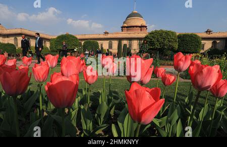 Neu-Delhi, Indien. 10th. Februar 2022. Blick auf Tulpen Blumen in ihrer vollen Blüte während der Vorschau für Touristen in Neu-Delhi.die Rashtrapati Bhawan (President Palace), Mughal Garden wieder eröffnet und es ist auf 15 Hektar Land mit mehr als 3000 Blumen, 120 Arten von Rosen und es hat Musikbrunnen. Wurde 1917 von Sir Edwin Lutyens im persischen Carbagh-Stil entworfen und 1929 fertiggestellt. (Foto von Naveen Sharma/SOPA Images/Sipa USA) Quelle: SIPA USA/Alamy Live News Stockfoto