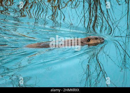 American Beaver (Castor canadensis) schwimmt in East Plum Creek mit der Spiegelung von Weiden im Wasser. Castle Rock Colorado USA. Foto aufgenommen - Januar. Stockfoto