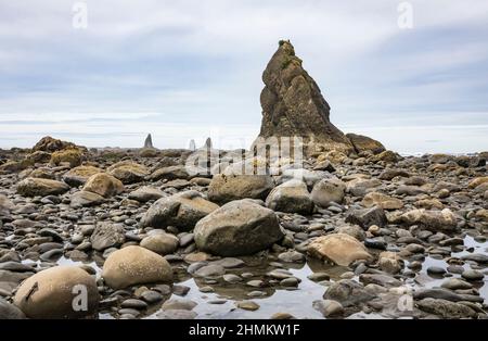 Ein Weißkopfadler thront auf einem Felsenkeilchen im Gezeitengebiet der Küste des Olympic National Park in der Nähe des Flussdeltas von Hoh, Washington, USA. Stockfoto