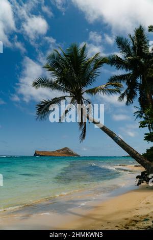 Wunderschöne Aussicht auf einen Honolulu Strand in Hawaii mit Palmen Stockfoto