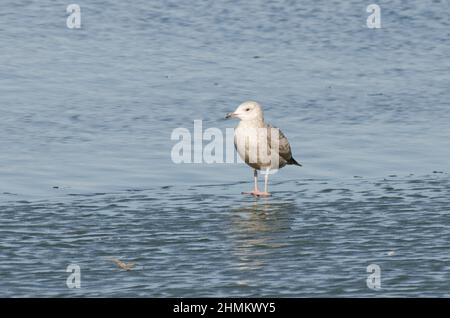 Heringmöwe, Larus argentatus, steht auf dem Eisrand Stockfoto