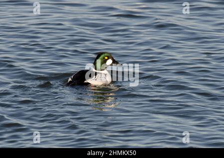 Goldeneye, Bucephala clangula, männlich Stockfoto