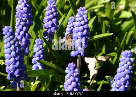 NAHAUFNAHME VON TRAUBENHYAZINTHEN (MUSCARI)-BLÜTEN UND EINER HUMMEL, DIE EINE DER BLÜTEN BESTÄUBT. Stockfoto