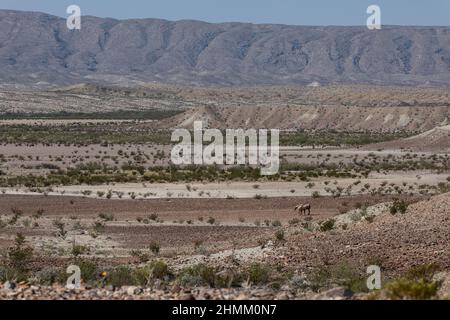 Zwei Pferde grasen in der Ferne, umgeben von einer kahlen Landschaft der Chihuahuan-Wüste. Stockfoto