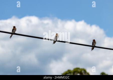 Blick auf Welcome Swallow Vögel, die auf einem Draht gegen einen blauen Himmel stehen Stockfoto