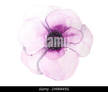 Aquarell Anemone Rose Blumen botanische Malerei Illustration isoliert auf weißem Hintergrund Stockfoto