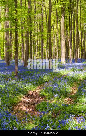 Bluebells im Hallerbos, in der Nähe von Brüssel, in Mittelbelgien, an einem sonnigen Frühlingsnachmittag. Stockfoto