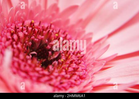 Leuchtend rosa Gerbera (Gerbera hybrida) Blume aus nächster Nähe Stockfoto