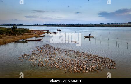 Blick von oben: Entenzucht auf dem Fluss durch Bauern in der Gemeinde Tinh an, Bezirk Son Tinh, Quang Ngai, Vietnam Stockfoto