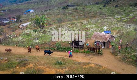 MOC Chau District, Son La Province, Vietnam - 12. Januar 2022: Friedliche Morgenszene in einer bergigen Gegend nördlich von Vietnam im MOC Chau District, so Stockfoto