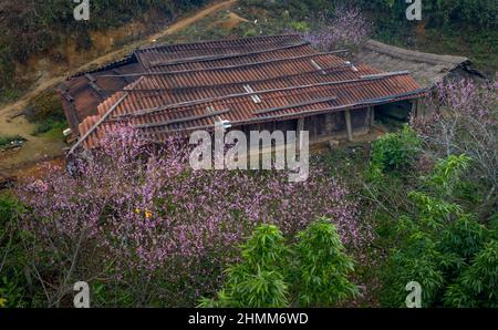 Bewundern Sie die Kirschblüten, die im Frühling in den hohen Bergen der Gemeinde Hang Dong, Bezirk Bac Yen, Provinz Son La, Vietnam blühen Stockfoto