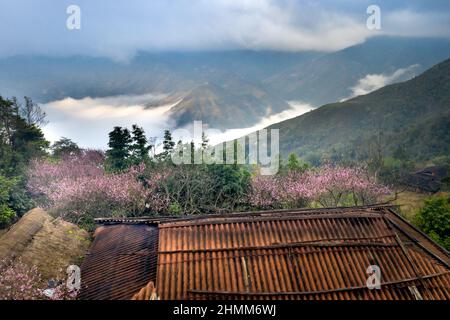 Bewundern Sie die Kirschblüten, die im Frühling in den hohen Bergen der Gemeinde Hang Dong, Bezirk Bac Yen, Provinz Son La, Vietnam blühen Stockfoto