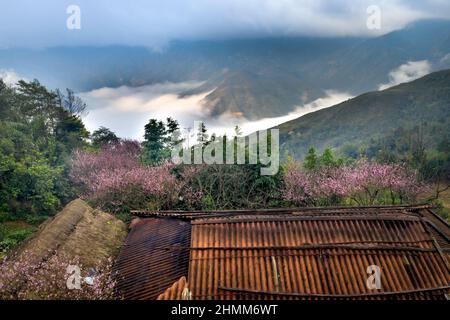 Bewundern Sie die Kirschblüten, die im Frühling in den hohen Bergen der Gemeinde Hang Dong, Bezirk Bac Yen, Provinz Son La, Vietnam blühen Stockfoto