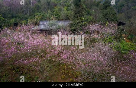 Bewundern Sie die Kirschblüten, die im Frühling in den hohen Bergen der Gemeinde Hang Dong, Bezirk Bac Yen, Provinz Son La, Vietnam blühen Stockfoto