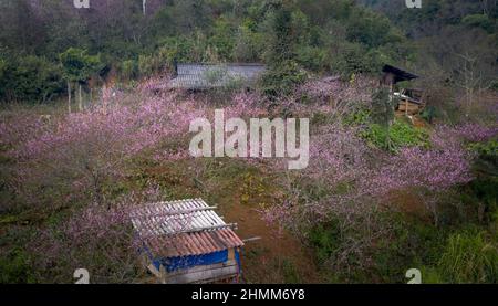 Bewundern Sie die Kirschblüten, die im Frühling in den hohen Bergen der Gemeinde Hang Dong, Bezirk Bac Yen, Provinz Son La, Vietnam blühen Stockfoto