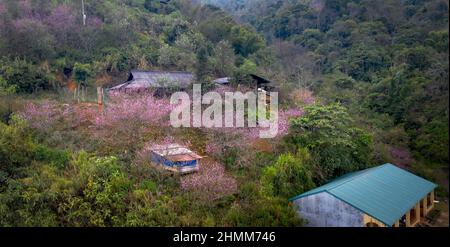 Bewundern Sie die Kirschblüten, die im Frühling in den hohen Bergen der Gemeinde Hang Dong, Bezirk Bac Yen, Provinz Son La, Vietnam blühen Stockfoto