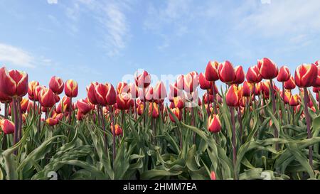 Rote Tulpen wachsen an einem sonnigen Frühlingstag in einem Feld mit einem blauen Himmel darüber. Stockfoto