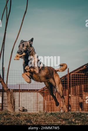 Vertikale Aufnahme eines belgischen Schäferhundes, der mit einem Knochen im Mund springt Stockfoto