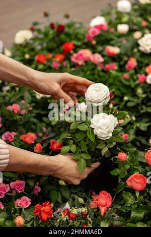 Menschliche Hände halten Gartenrosen in einem Topf. Finden und Kaufen von Pflanzen für den Hausgarten in im Gartencenter. Nicht erkennbare Frau mit Topfpflanze. Hobb Stockfoto